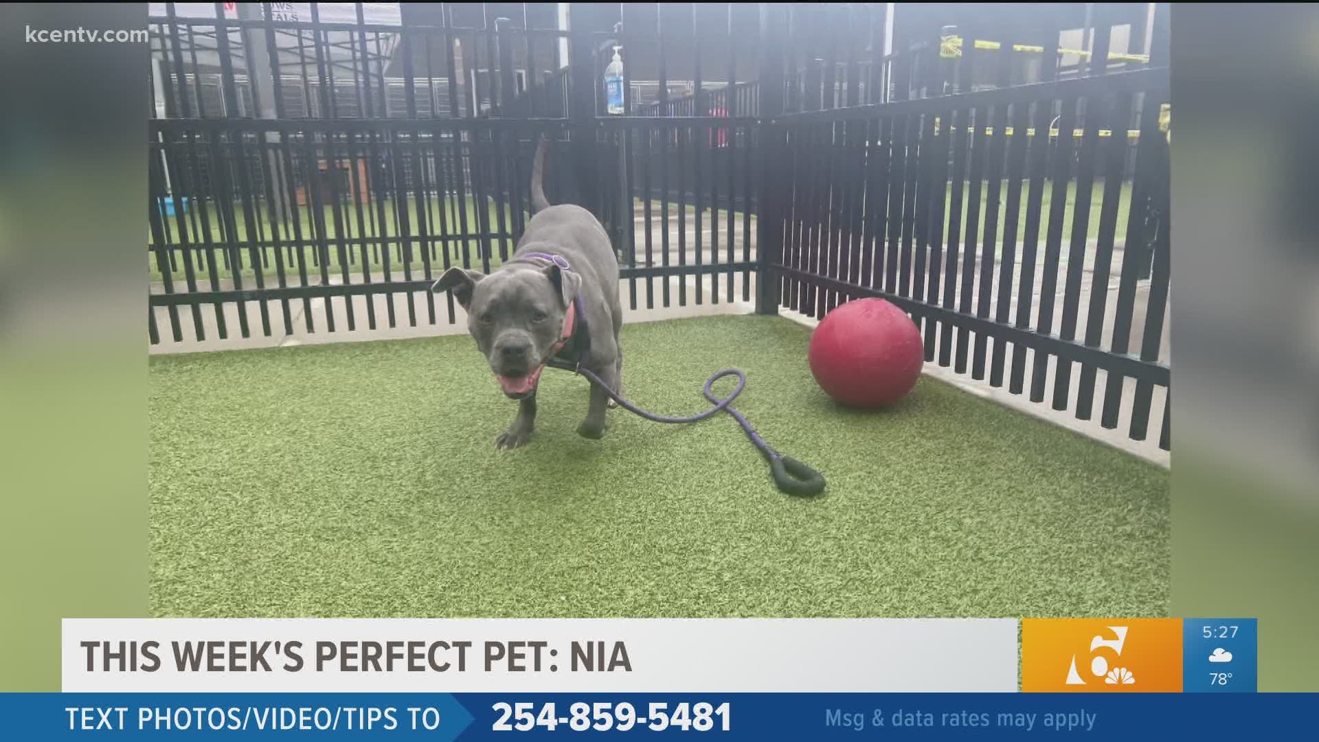 This week's perfect pet is Nia.