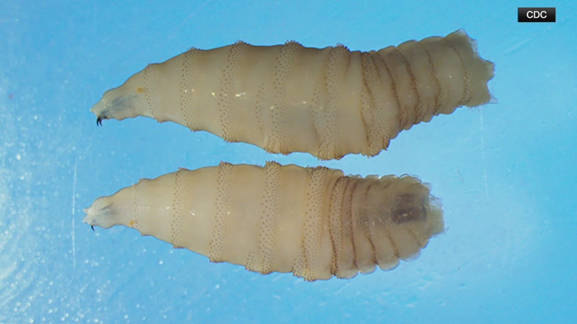 Texas on high alert as flesh-eating pest marches north