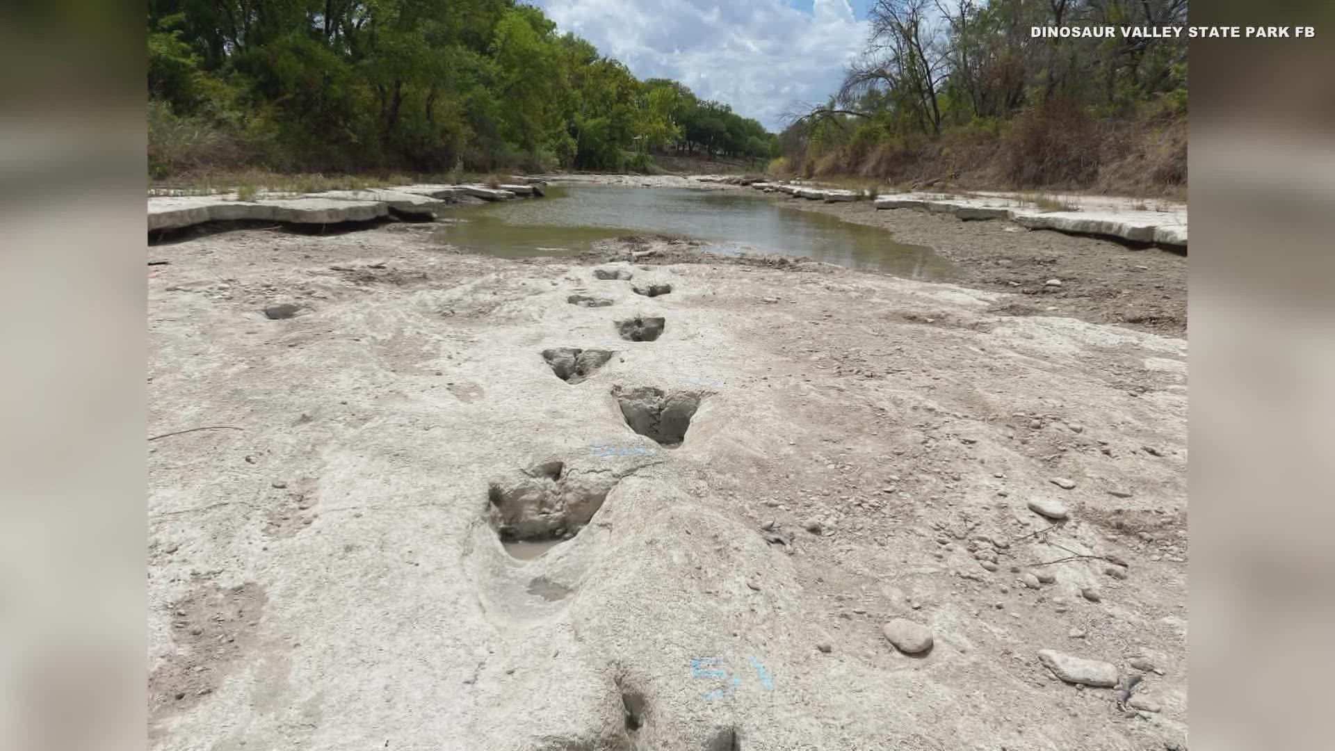 Due to the recent drought and rain patterns in Central Texas, various dinosaur tracks have been uncovered at the Dinosaur Valley State Park in Glen Rose, Texas.