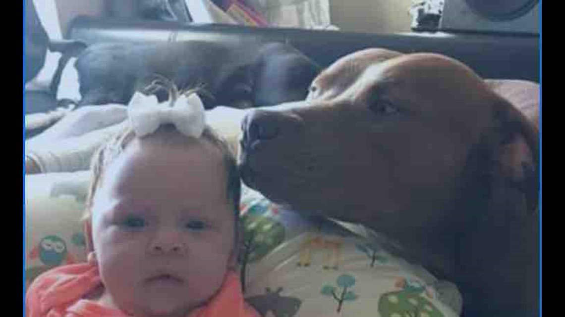 Army veteran found guilty after emotional support dog bites Killeen