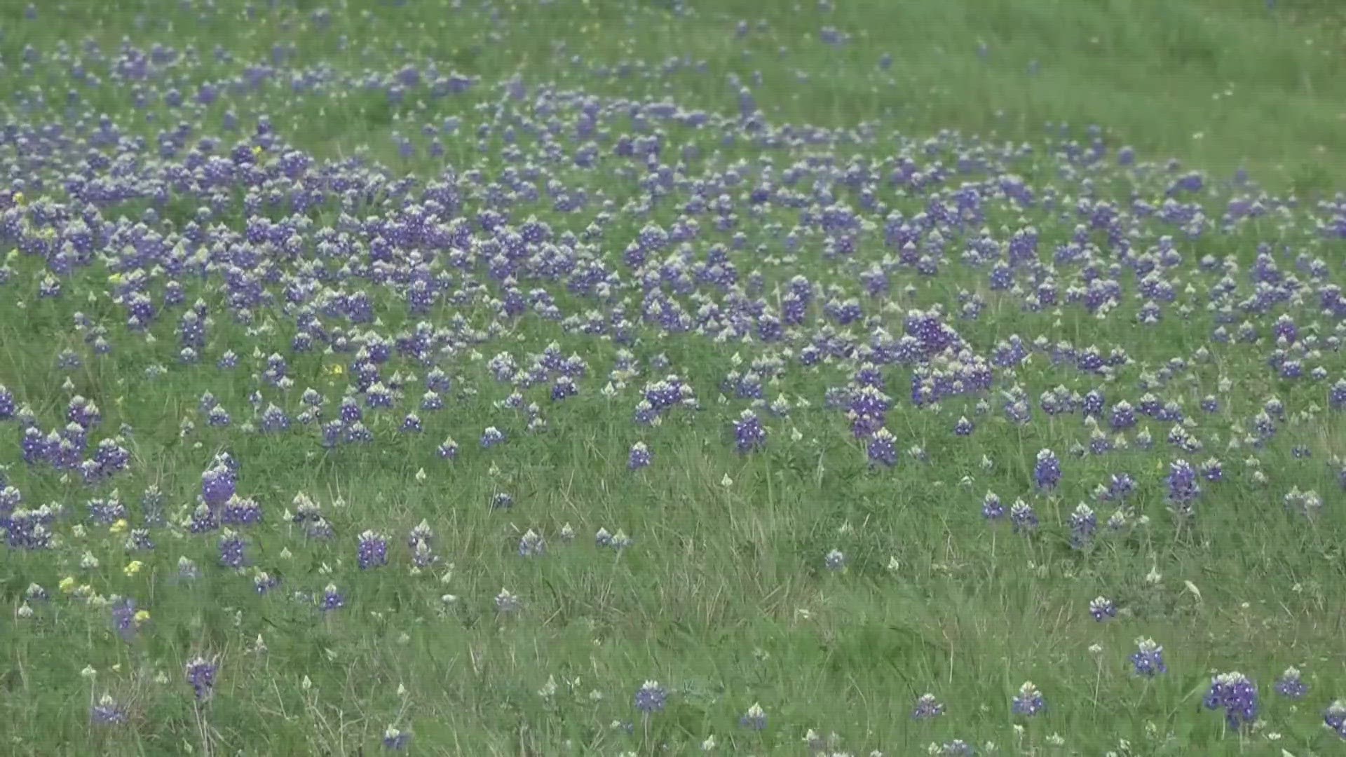 What to know about staying safe around Bluebonnets | kcentv.com