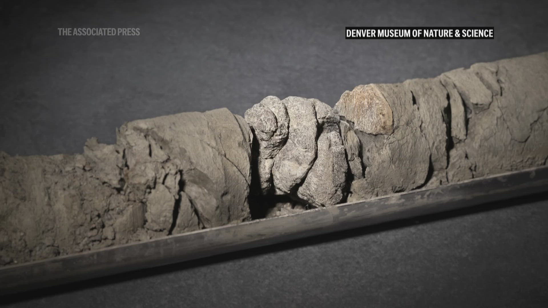 The fossil is believed to be a piece of spine from a small plant-eating dinosaur about 67 million years old.