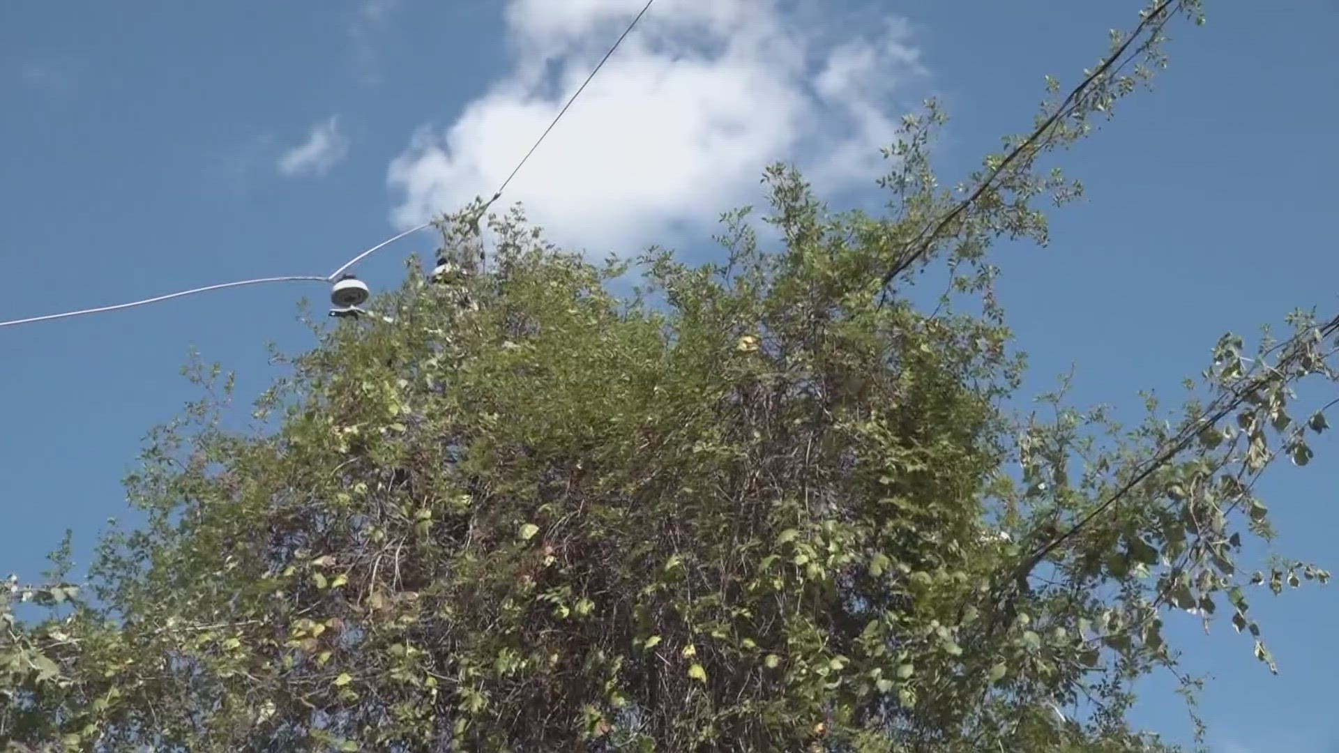 Homeowners ask 6 Fix to help get contractors out to get rid of vines on power lines.