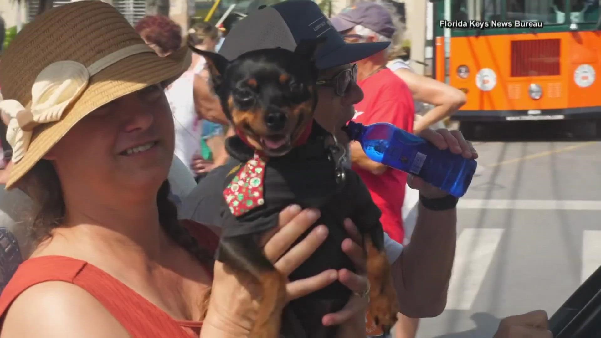 The parade saw hundreds of pets and owners participate to help raise money for a local non-profit.