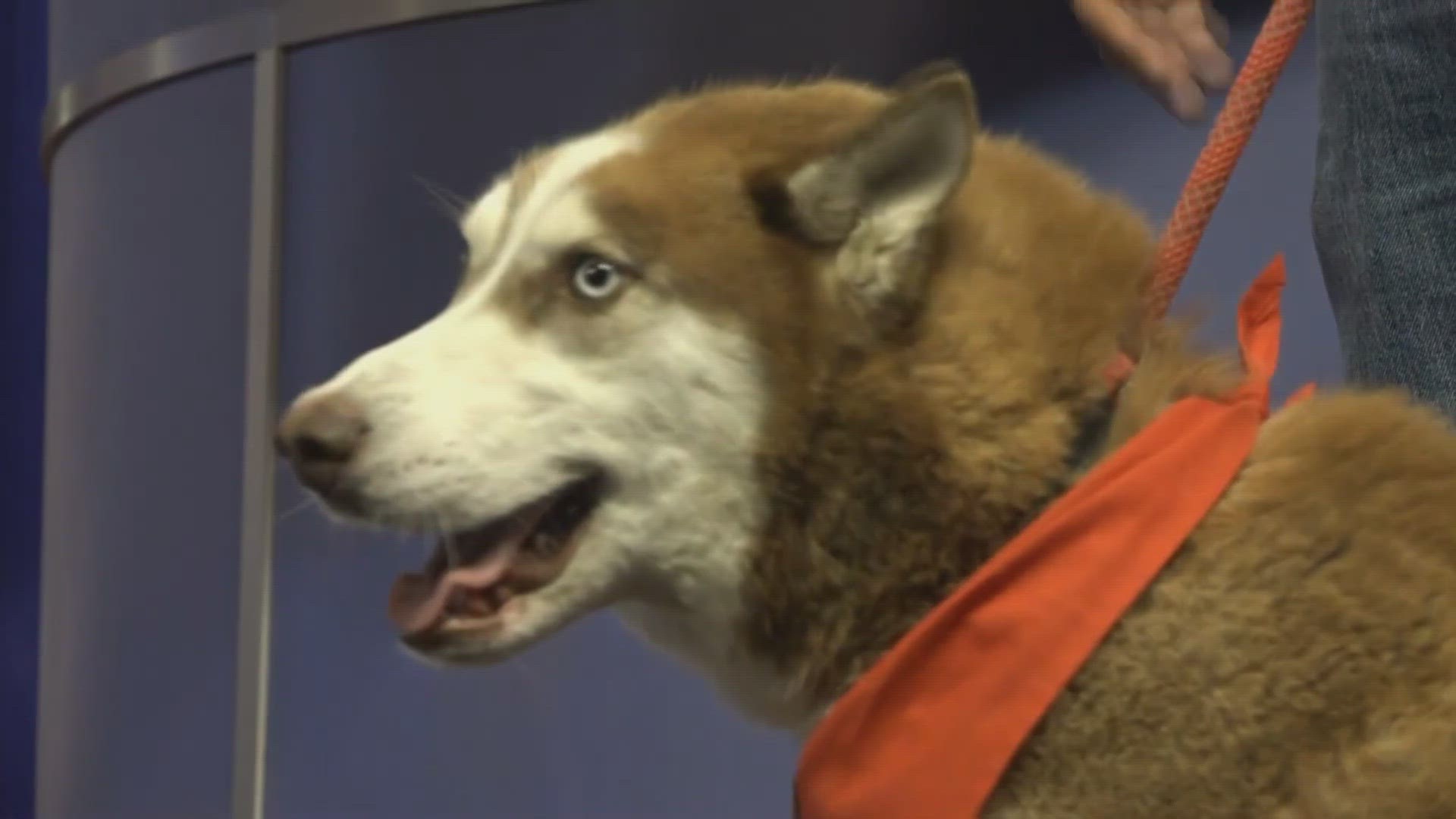 Merlot is a 3-year-old Husky from Killeen looking for his forever home!