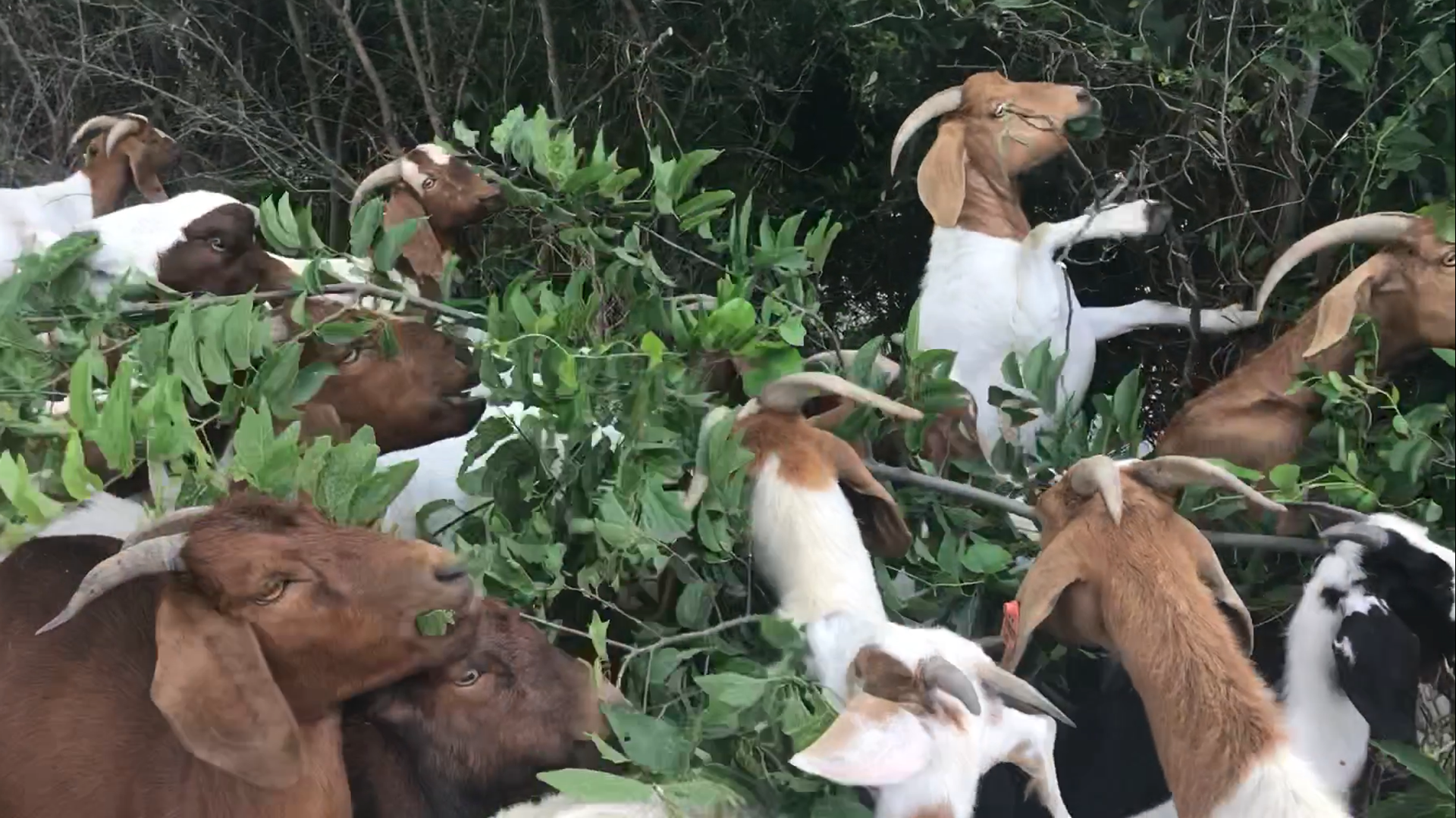 The city of Waco tested a program that uses 120 goats to clear invasive vegetation in areas city staff can't reach.