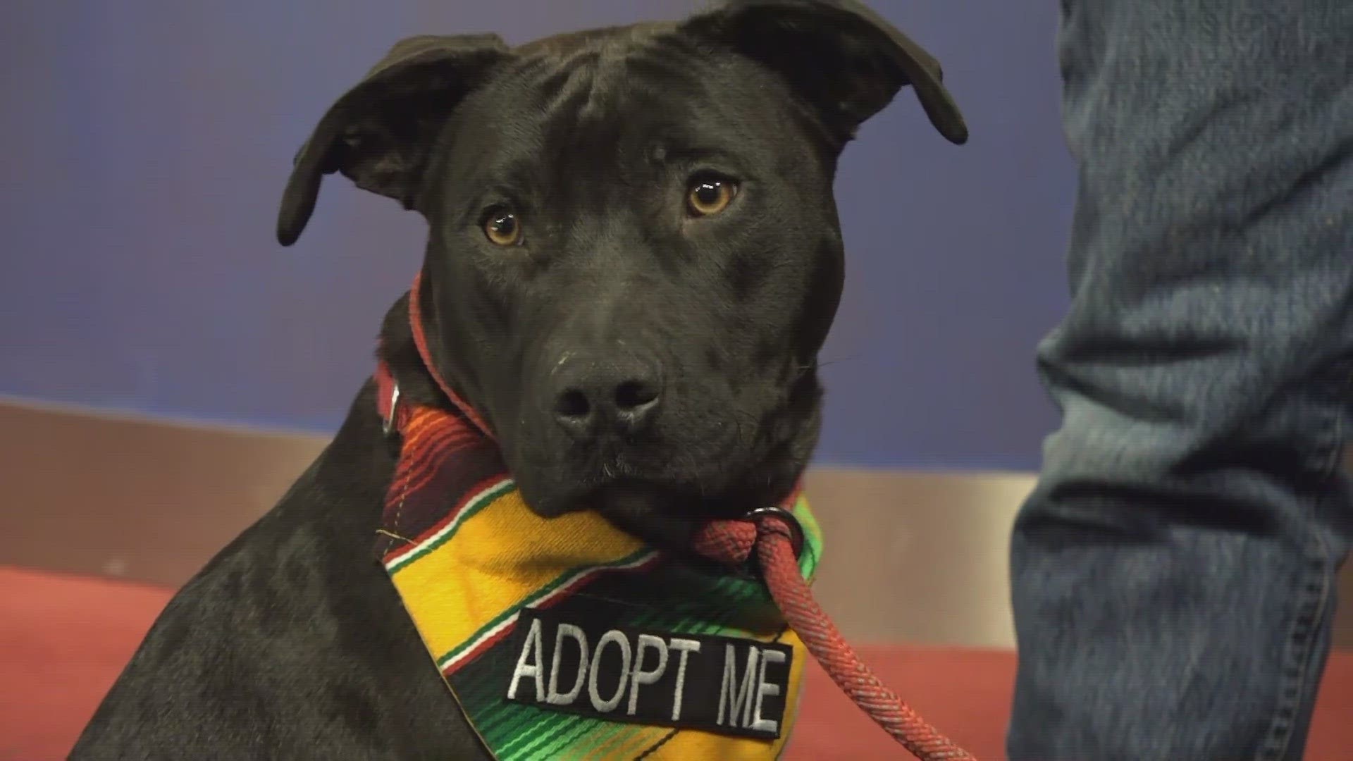 Polo is a 1-year-old black pit bull who has already been through training, knows several commands and is looking for a place to call home.