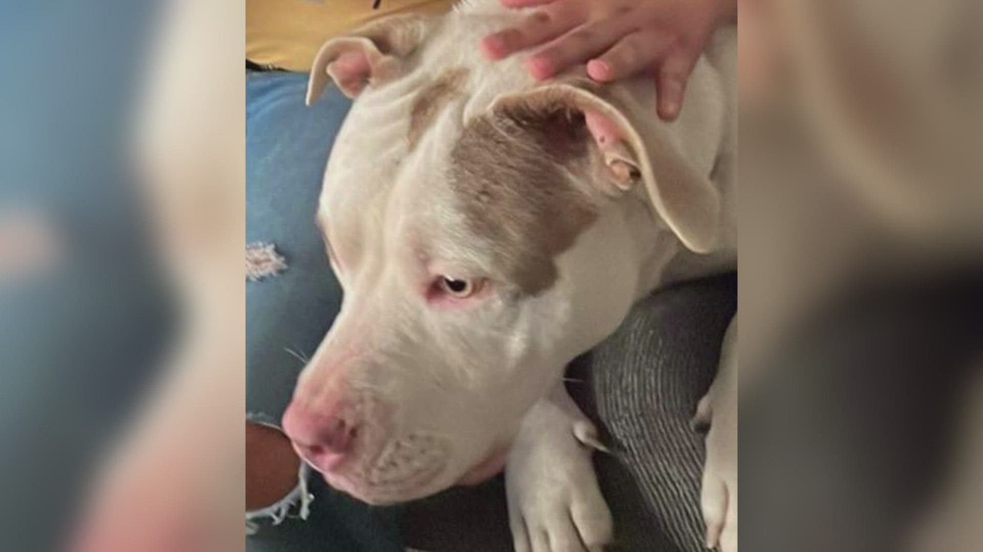 Cash the pitbull was allegedly stolen from his home during a burglary on July 11.