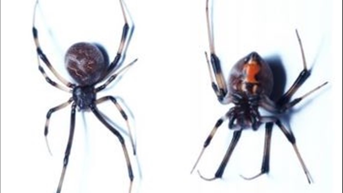 Venomous Brown Widow Spider Spotted In Oregon For First Time