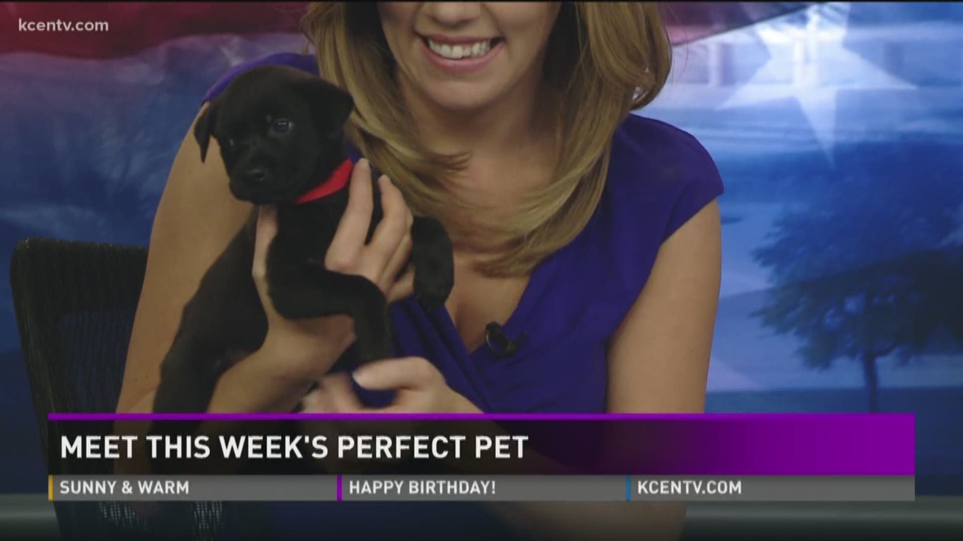 Meet this week's pet at the Humane Society of central Texas 