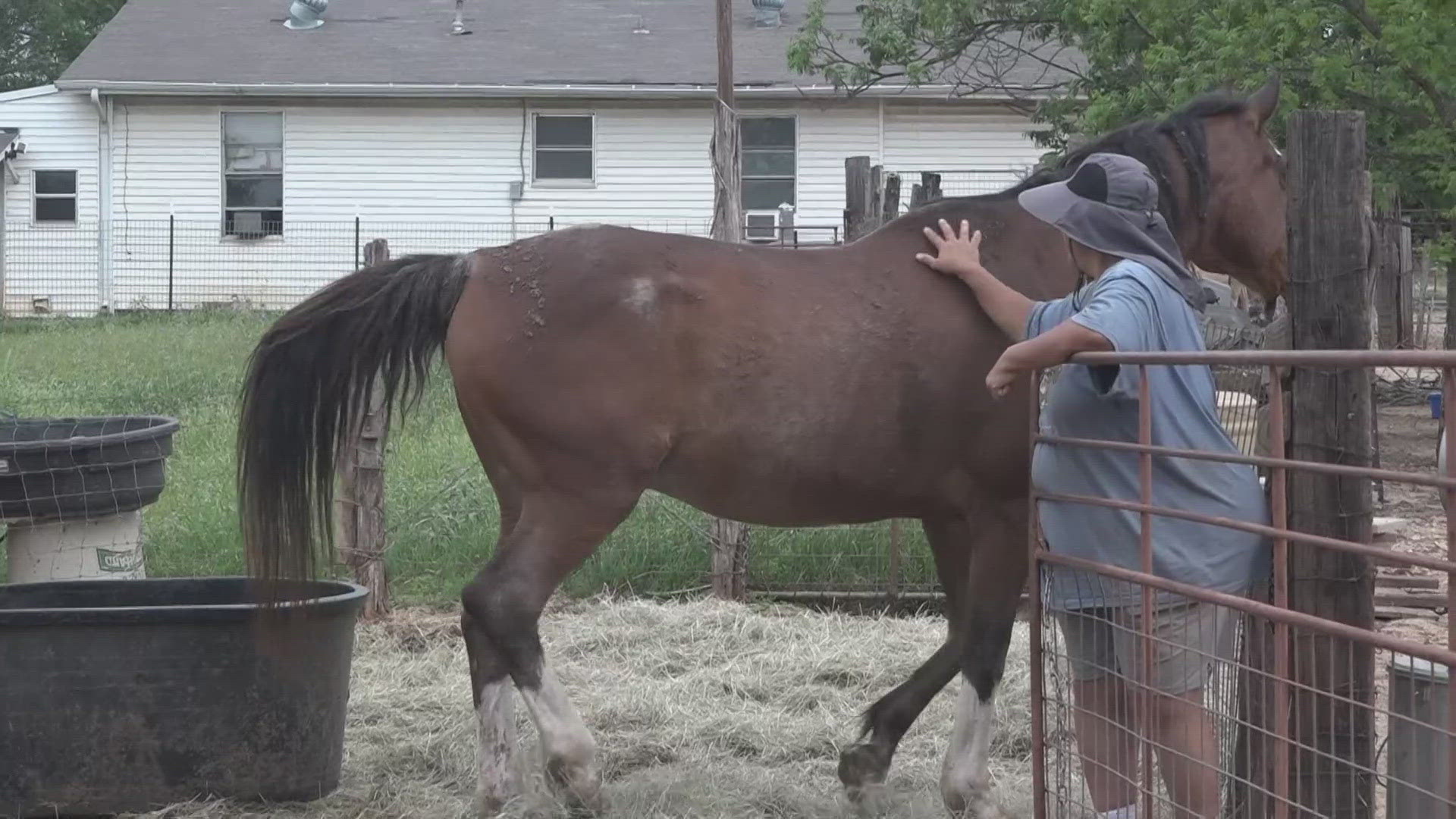 Cloven Heart Farm Sanctuary needs help to rebuild the shelters for its rescued animals.