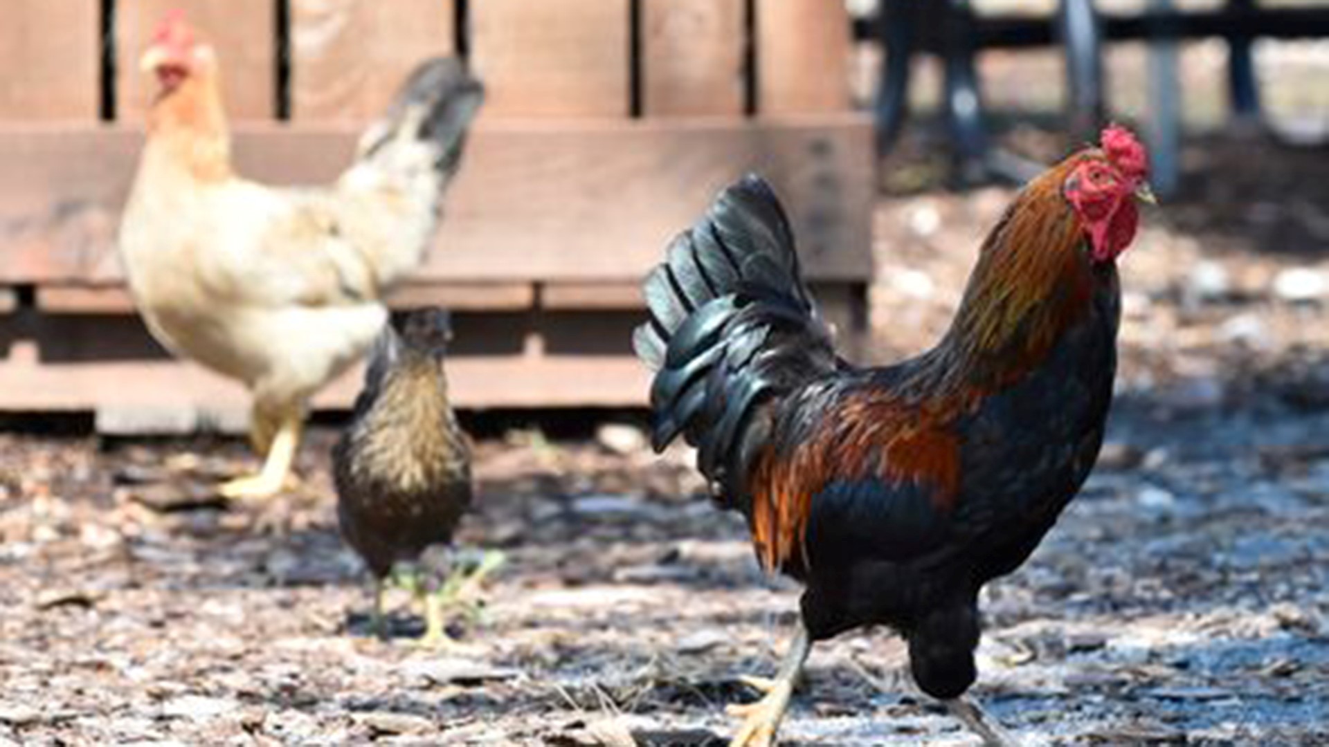 Are the rising prices of chicken a result of the Biden administration? Texas Today's Chris Rodgers has the answer.