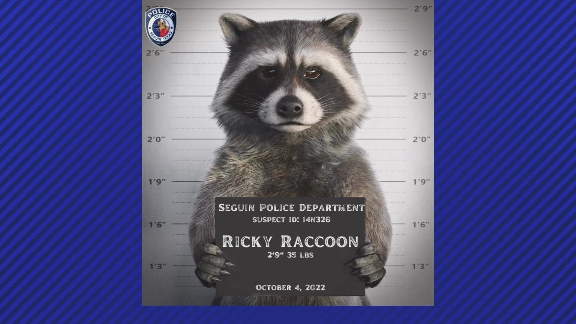 Police have shared the mugshot of "Ricky Raccoon", an alleged suspect in the recurring city-wide power outages.