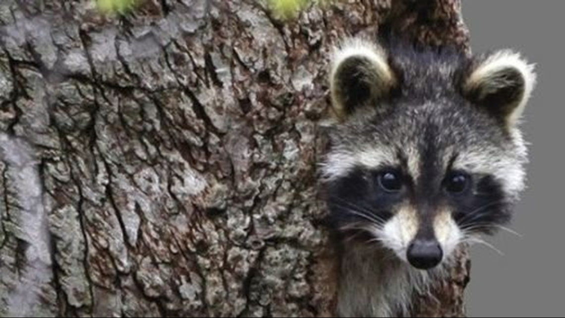 Sick raccoons captured in Robinson test negative for rabies | kcentv.com