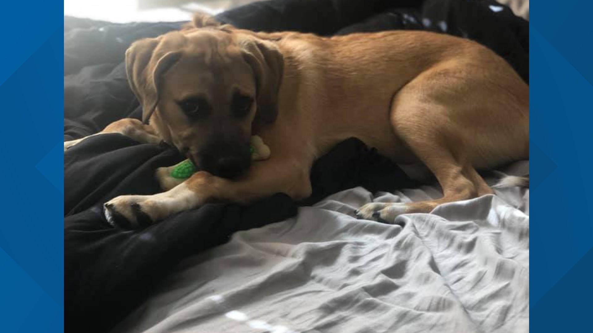 One woman, Delaney Presley of Belton, said her six-month-old puppy played in the water and died 30 minutes from the time the water entered his bloodstream.