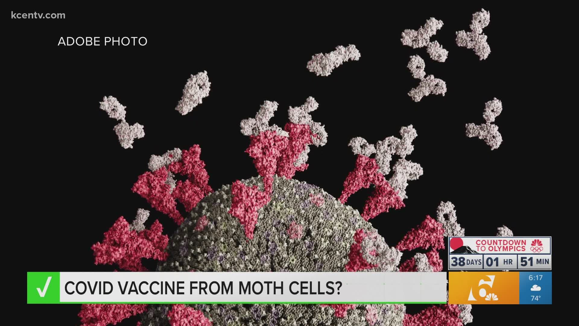 Are moth cells found in COVID-19 vaccine? The verify team finds your answer.