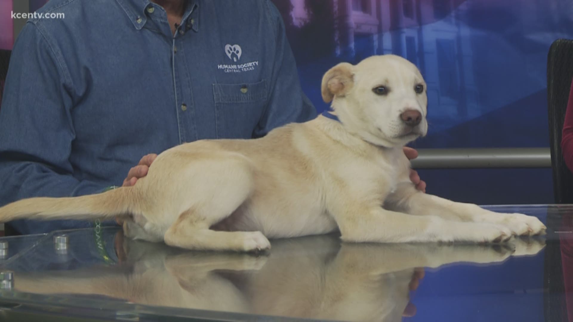 Winter may be coming to an end but "Jon Snow" is full of energy and ready to join a family today, from the Humane Society of Central Texas.