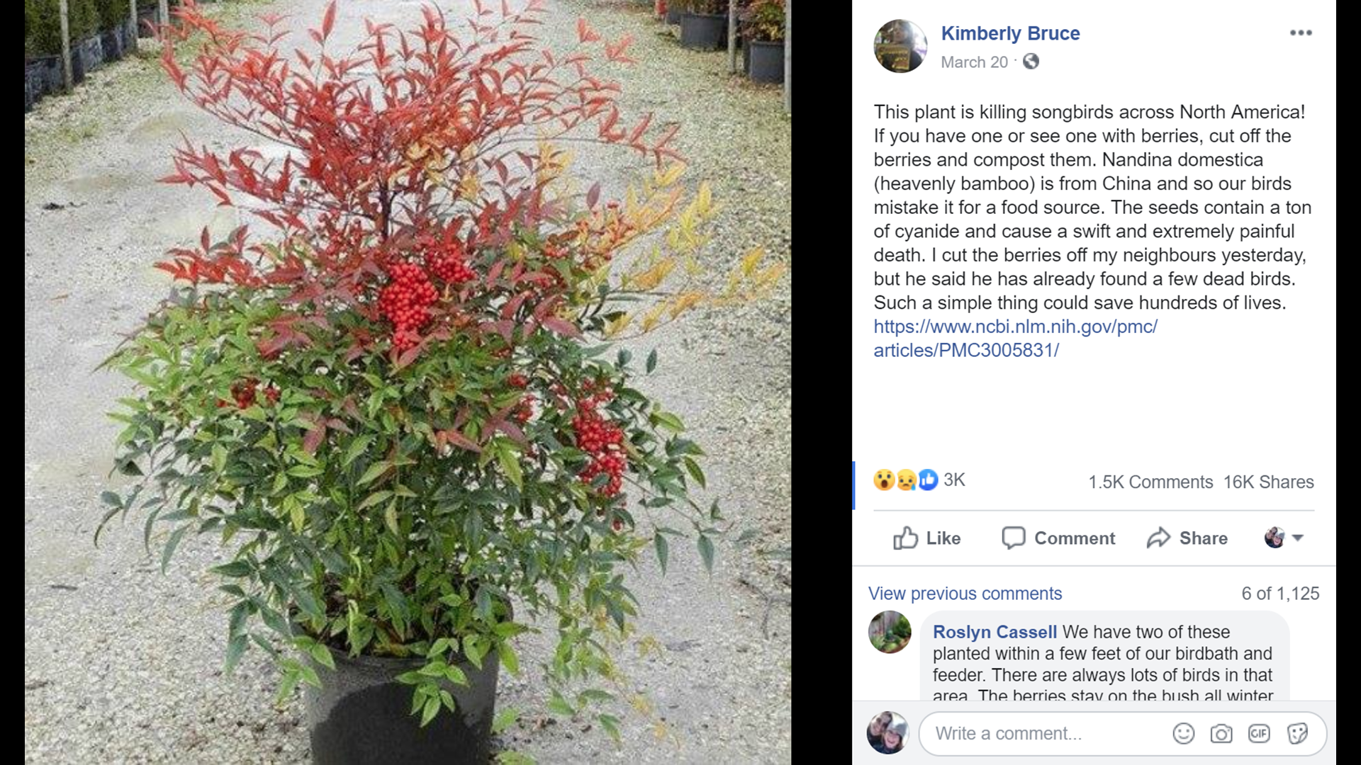 VERIFY Is this plant toxic to birds?