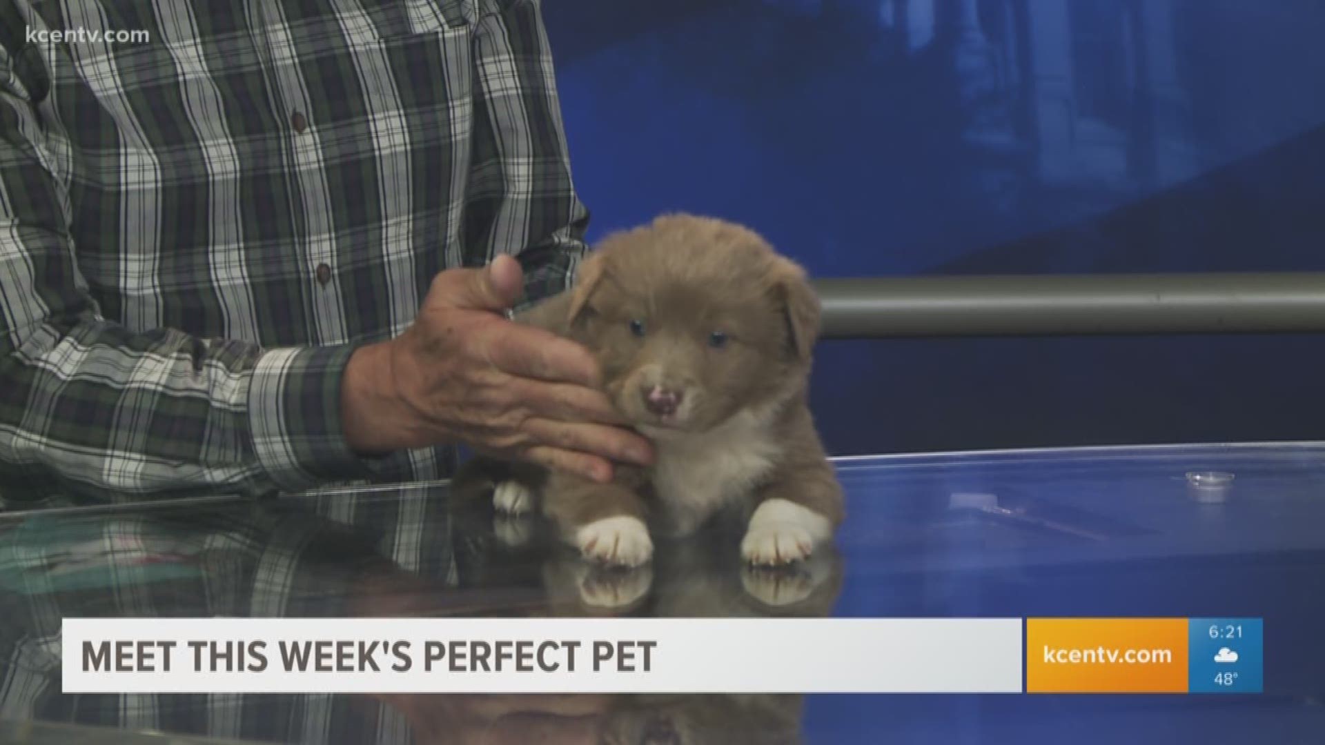 This Australian Shepherd puppy is available for adoption at 3 p.m. Thursday at the Humane Society of Central Texas.