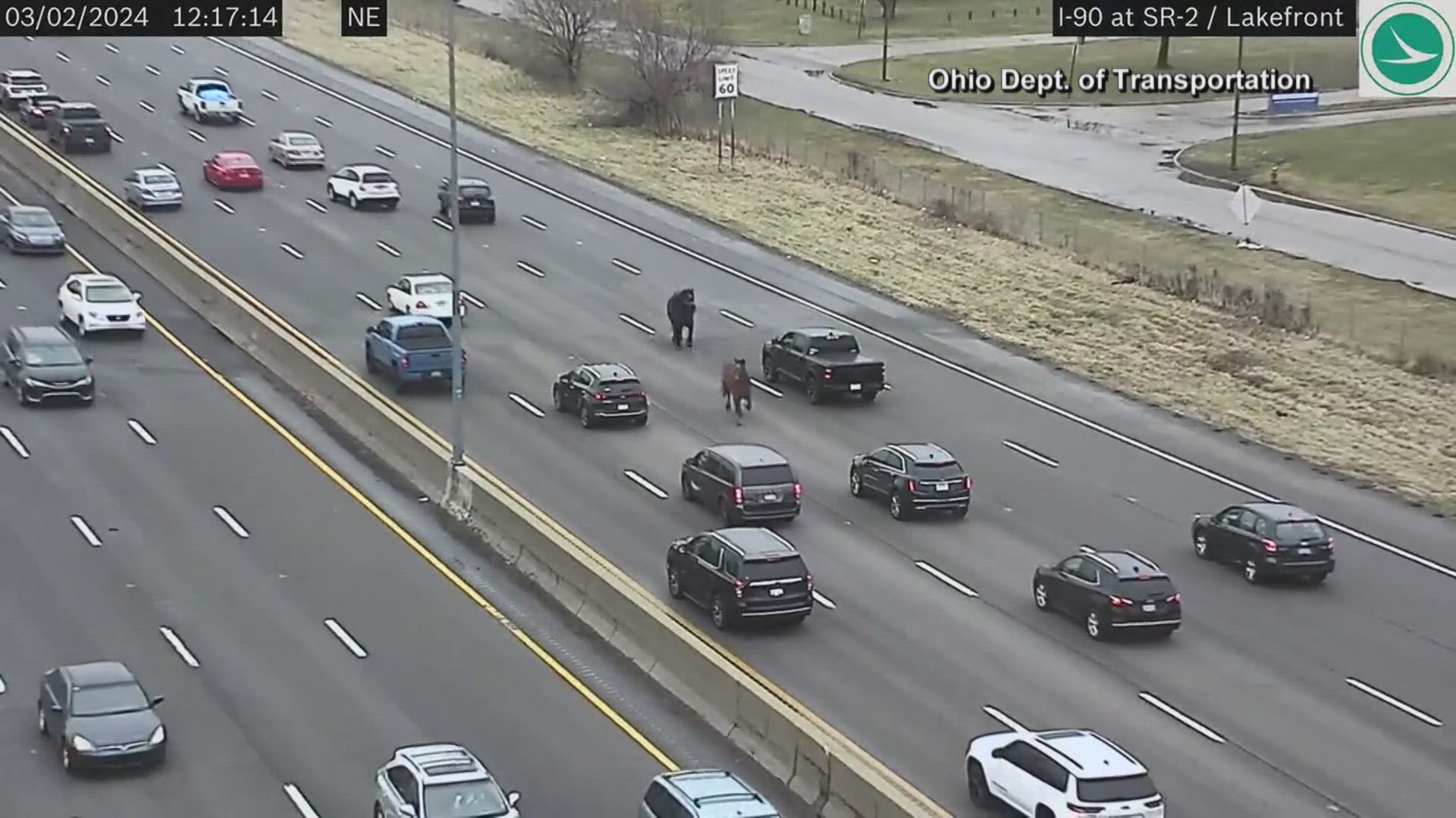 Two horses took to the streets in Cleveland Ohio, causing cars to stop. Thankfully, both horses were safely recovered.