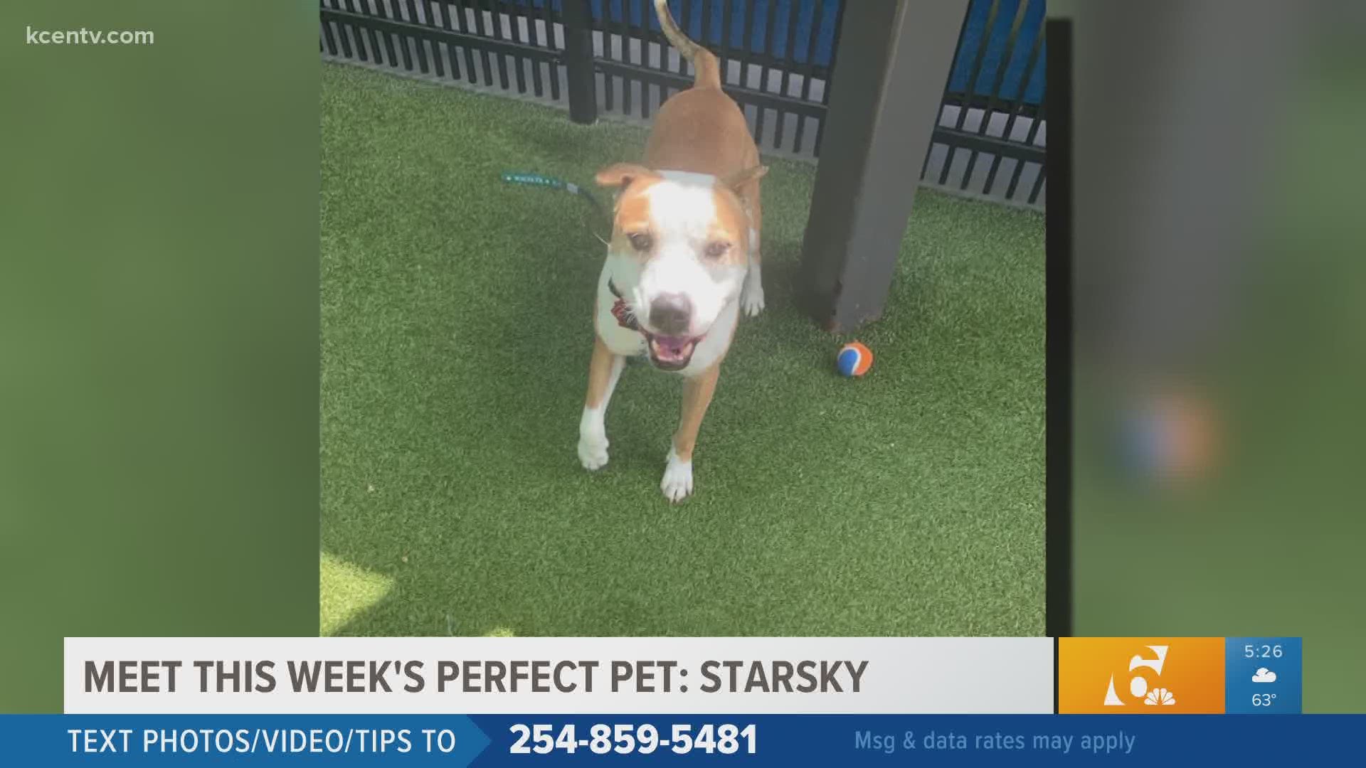 Meet this week's Perfect Pet, Starsky!