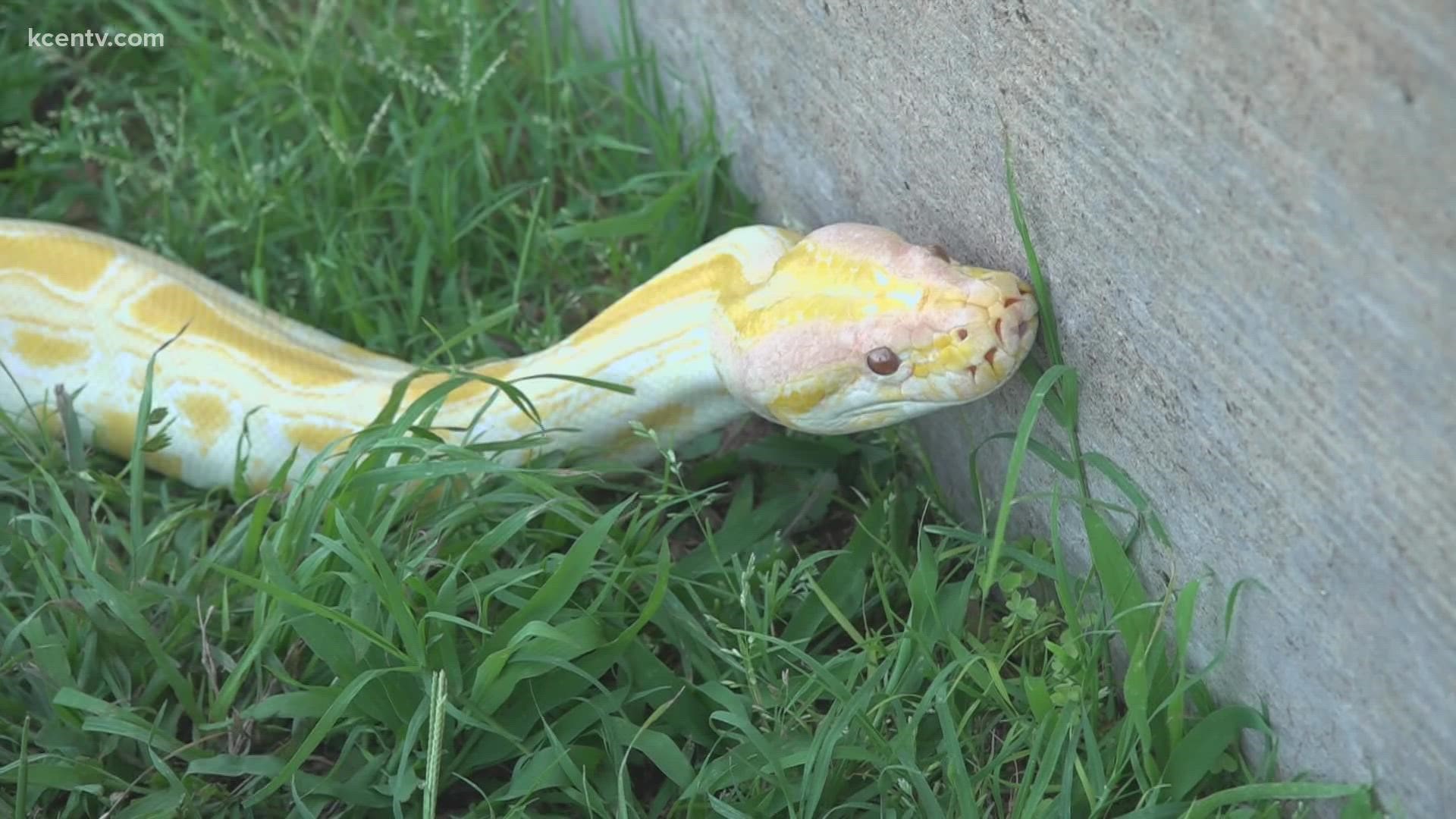 Here is how to avoid snake trouble this Summer.