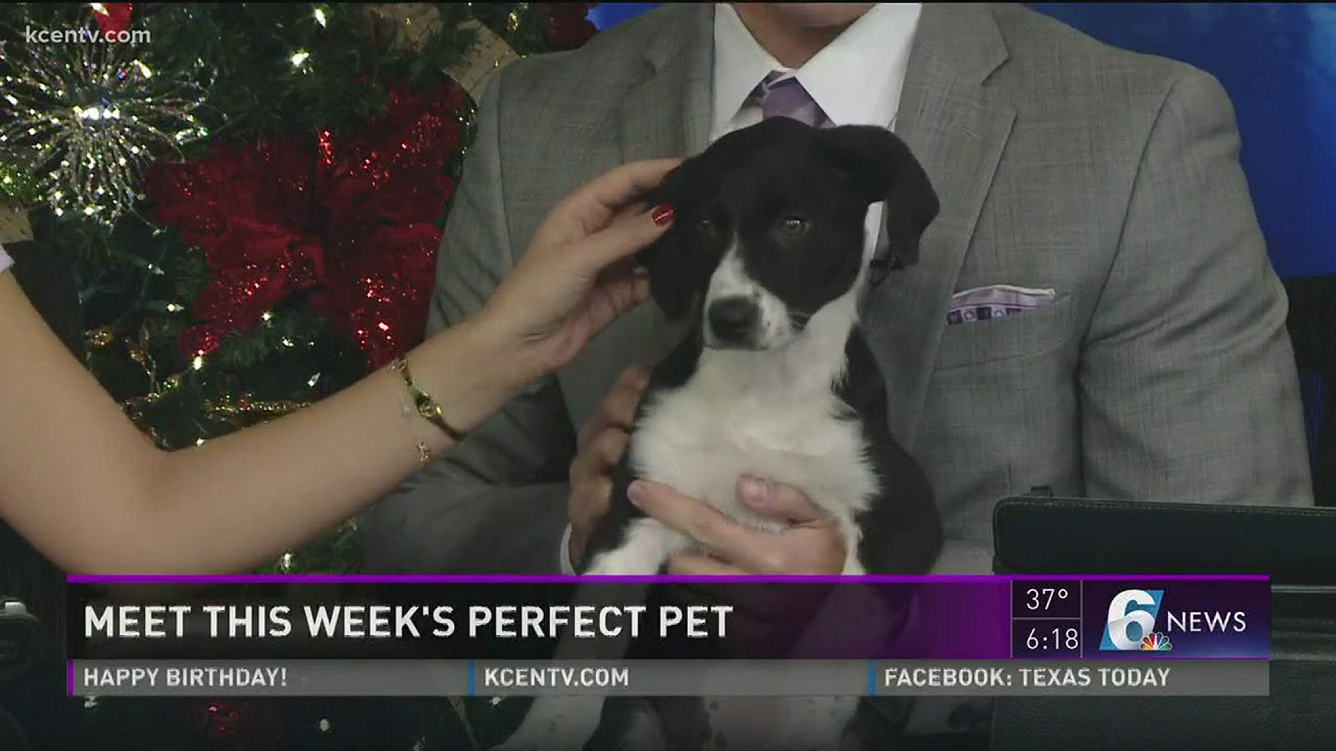 Adopt Patti from the Humane Society of Central Texas.