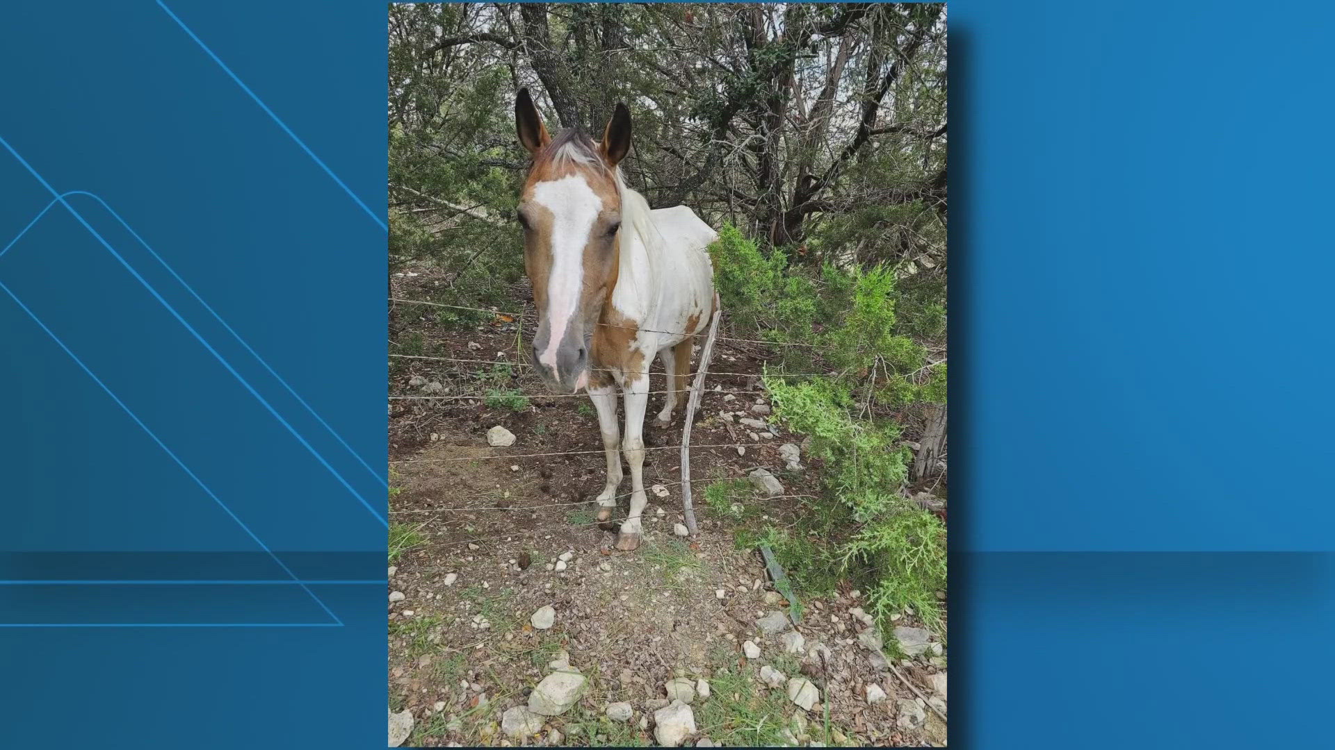 Abandoned horses left food deprived in Lampasas | kcentv.com