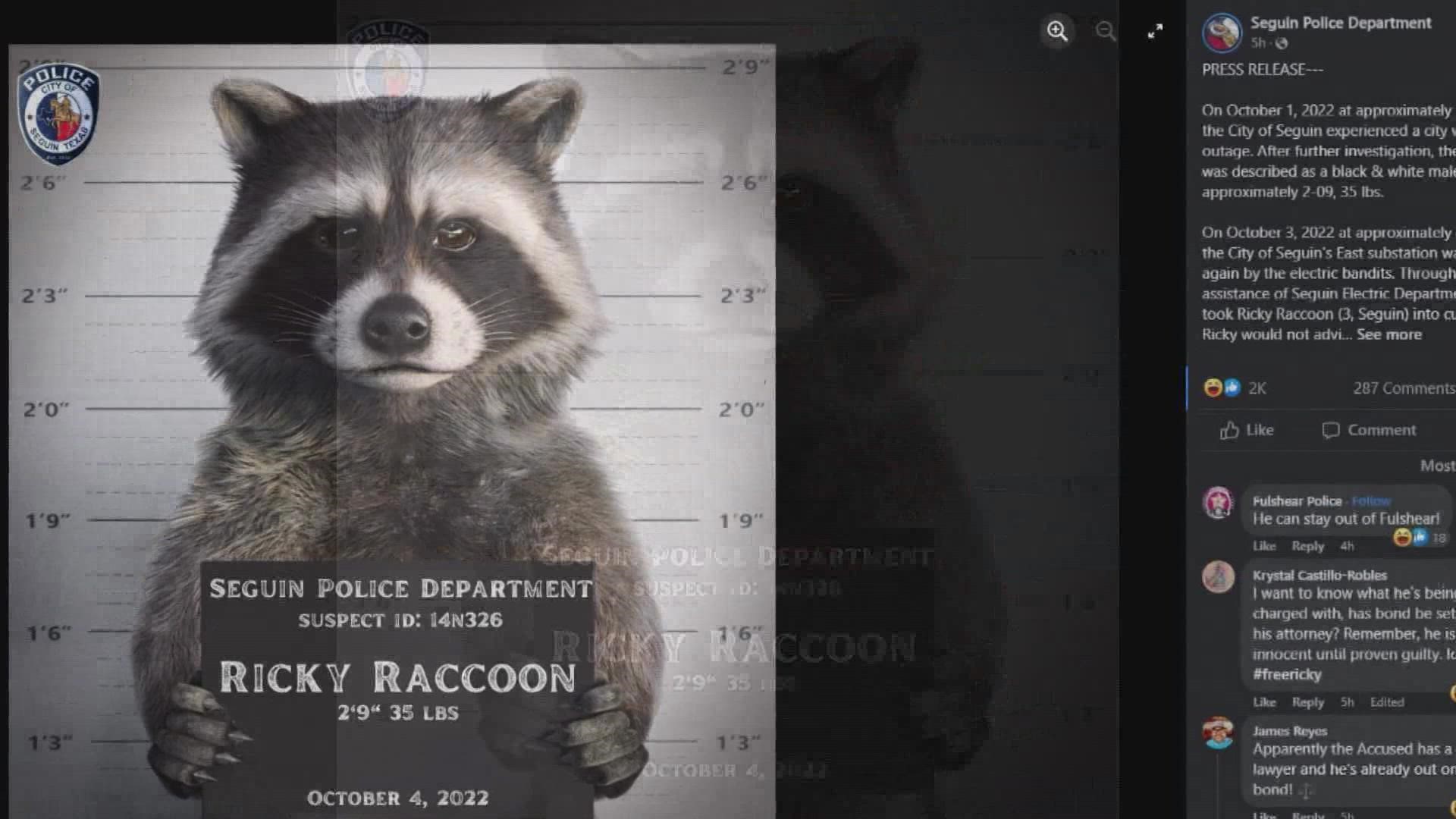 Police have shared the mugshot of "Ricky Raccoon", an alleged suspect in the recurring city-wide power outages.