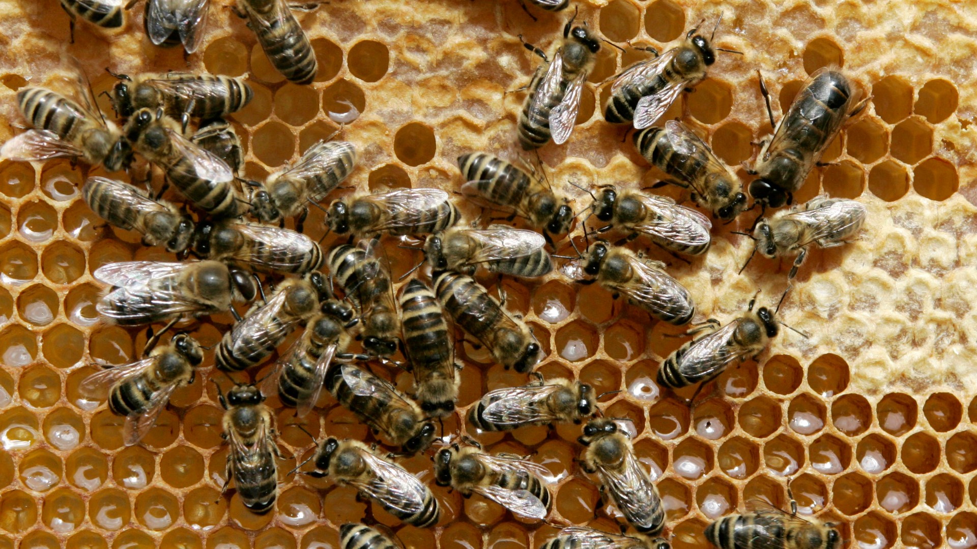 A Moody man was died Friday after hitting a large beehive while mowing his lawn.