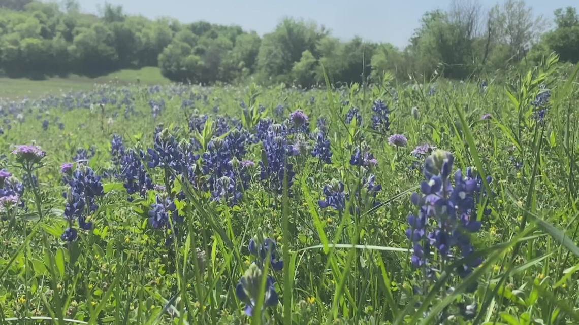 Help your allergies with these home remedies - Vimarsana News
