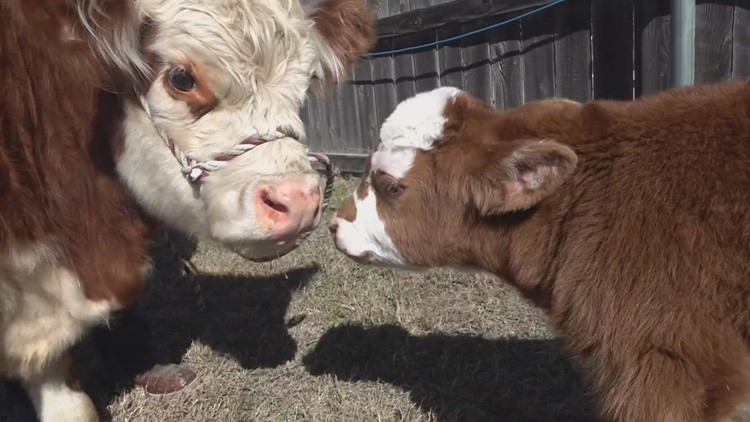 Hammons family welcomes new baby calf