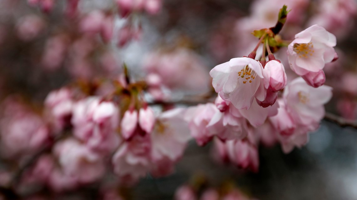 VERIFY Are cherry blossom trees being cut down for the NFL Draft