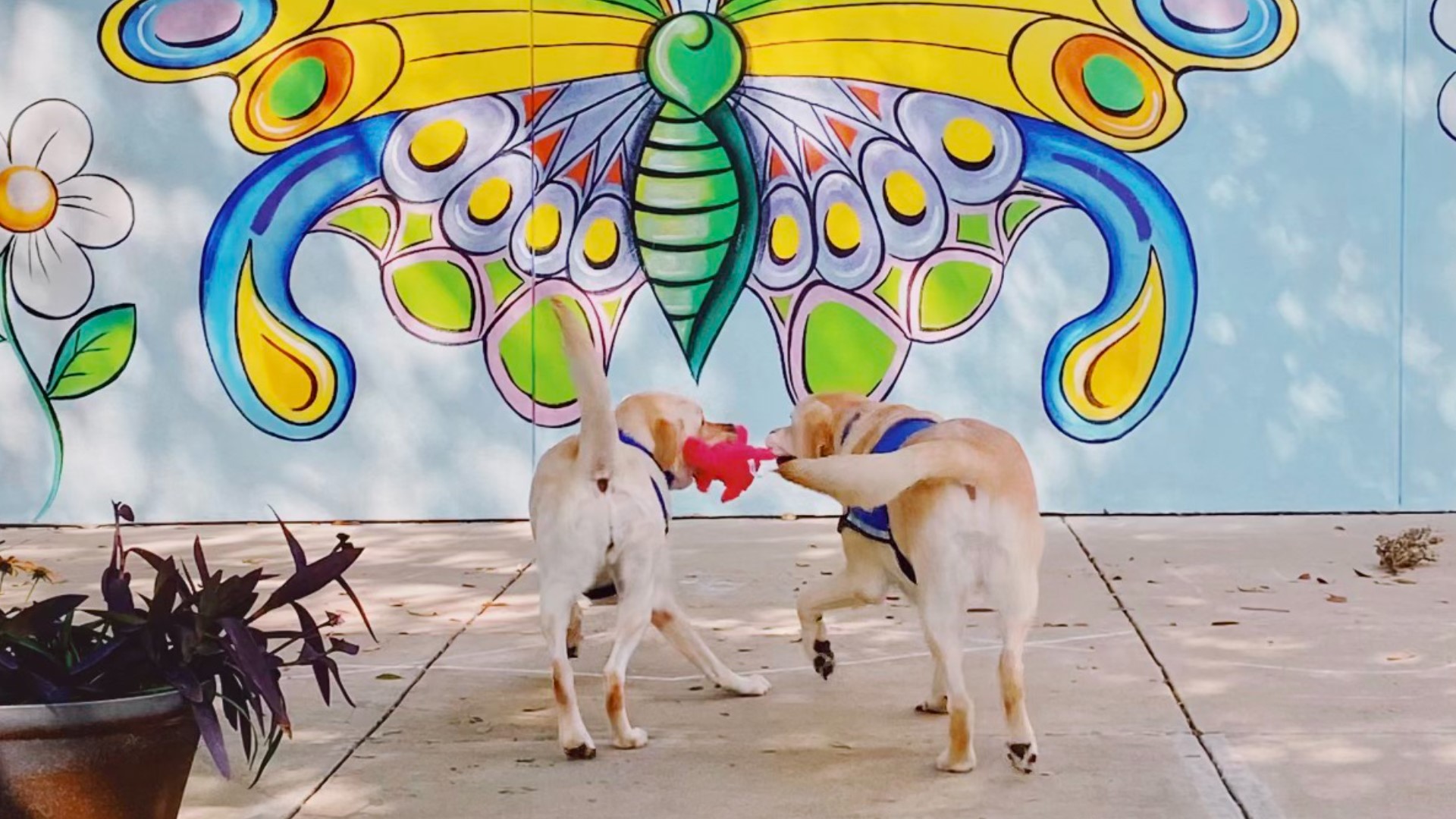 McLane Children's hospital in Temple is using one dog to befriend children during life's scariest moments.