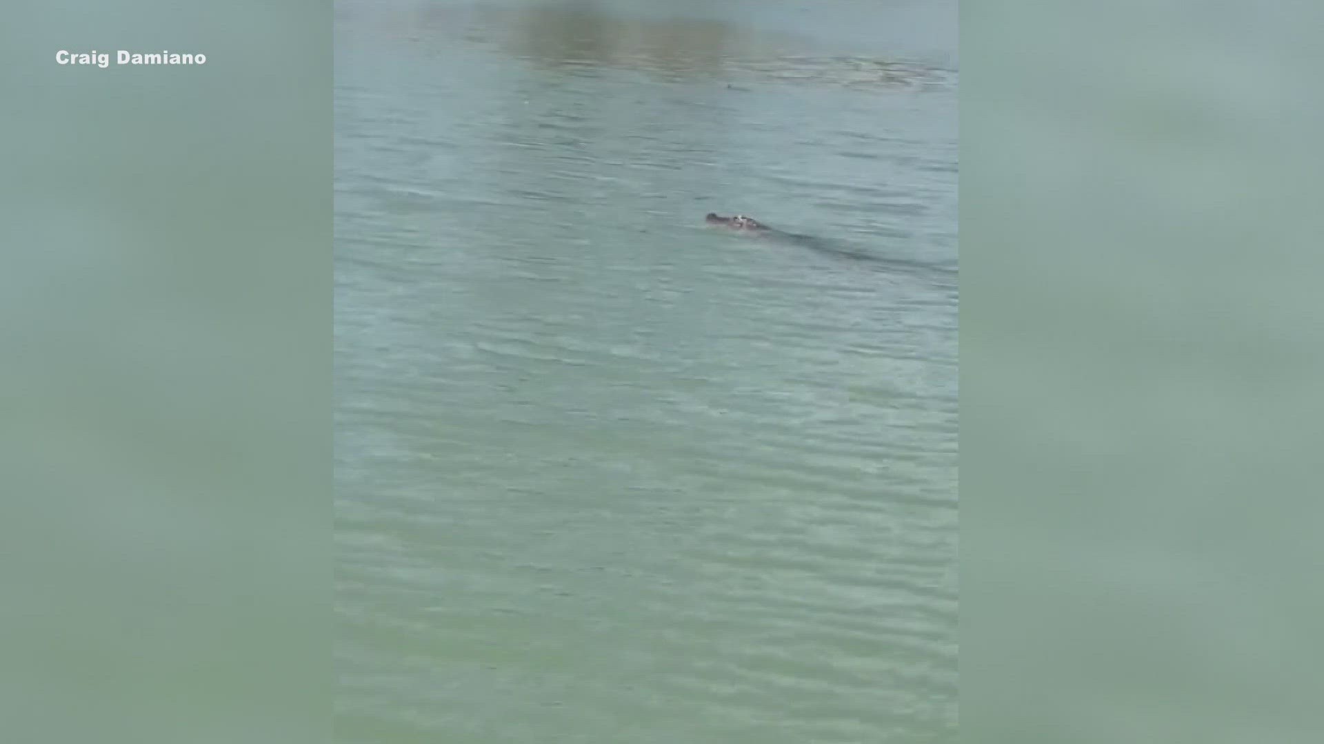 Mississippi News, 800 pound alligator caught breaks state record