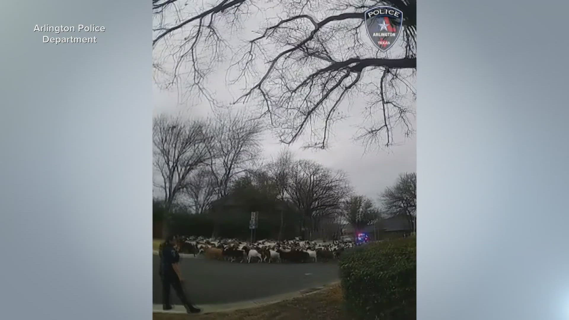 The goats reportedly escaped from a nearby natural area, but police were eventually able to account for all of them.