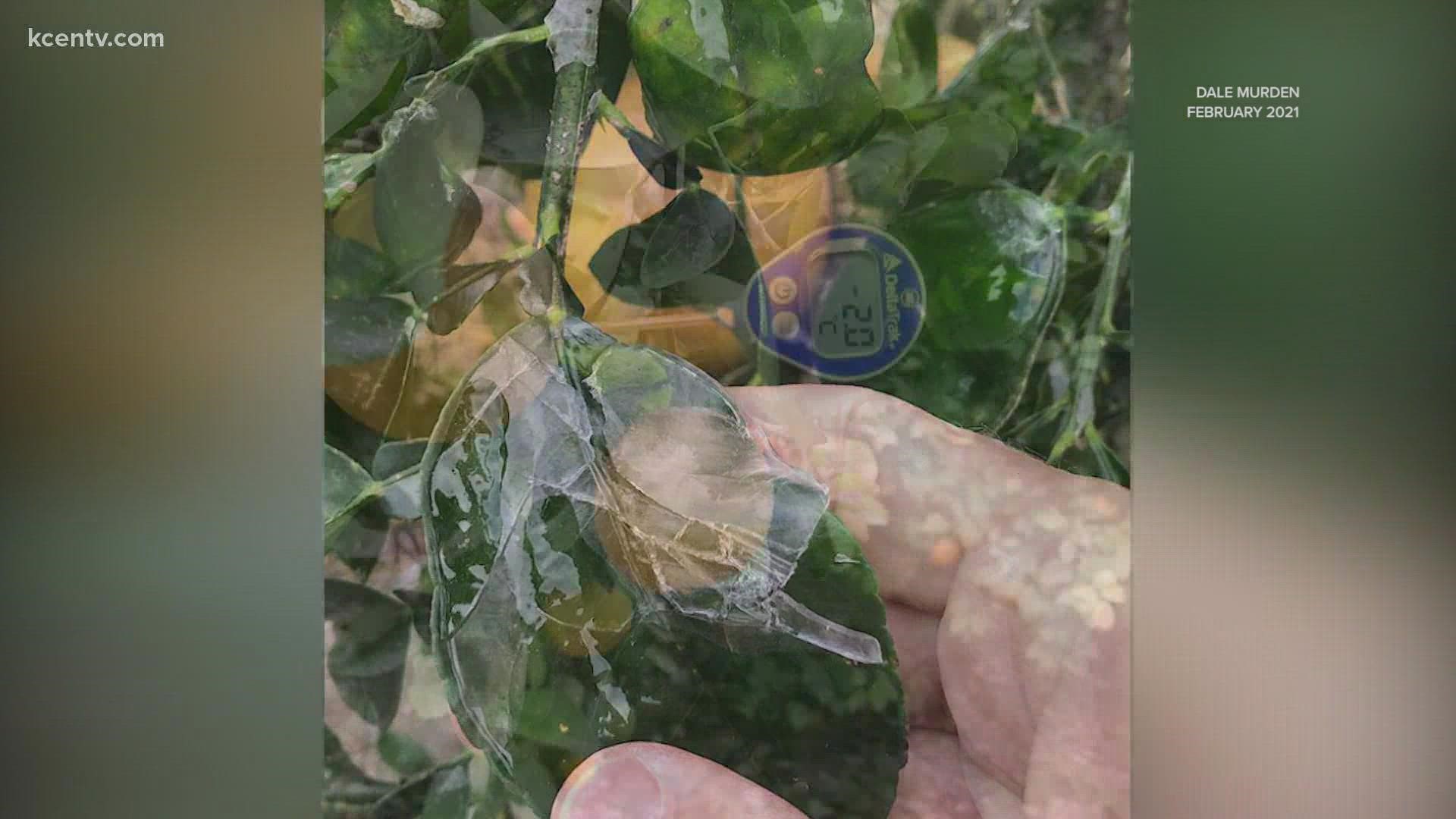 Last year's storm devastated the Texas citrus industry and this year is filled with worry for growers.