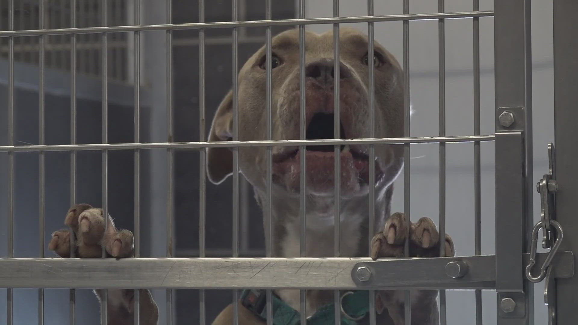 The Waco Animal Group works to reduce the number of lost dogs on the streets of Waco.