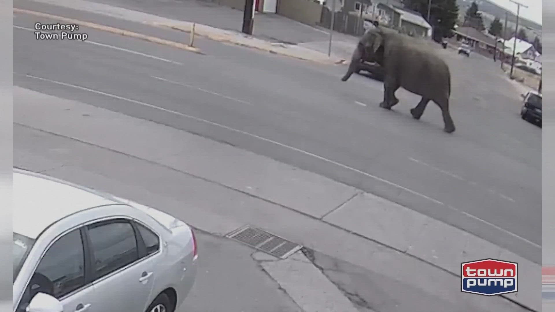 The elephant was caught on camera passing by shopping centers and neighborhoods.