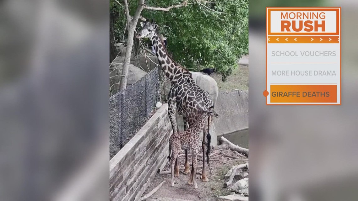 Morning Rush School vouchers, Giraffe deaths & more!