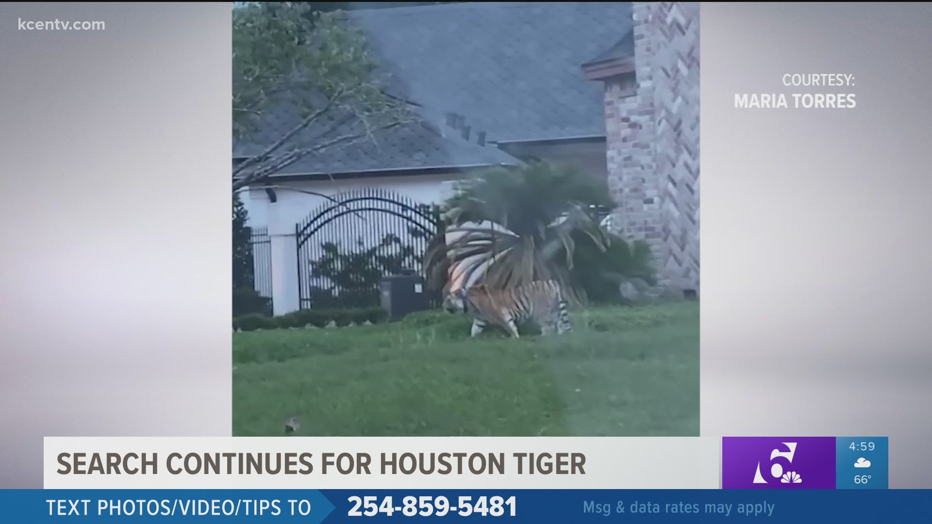 The tiger's owner is a man out on bond for murder in Fort Bend County, who is now fleeing from officials with the big cat.