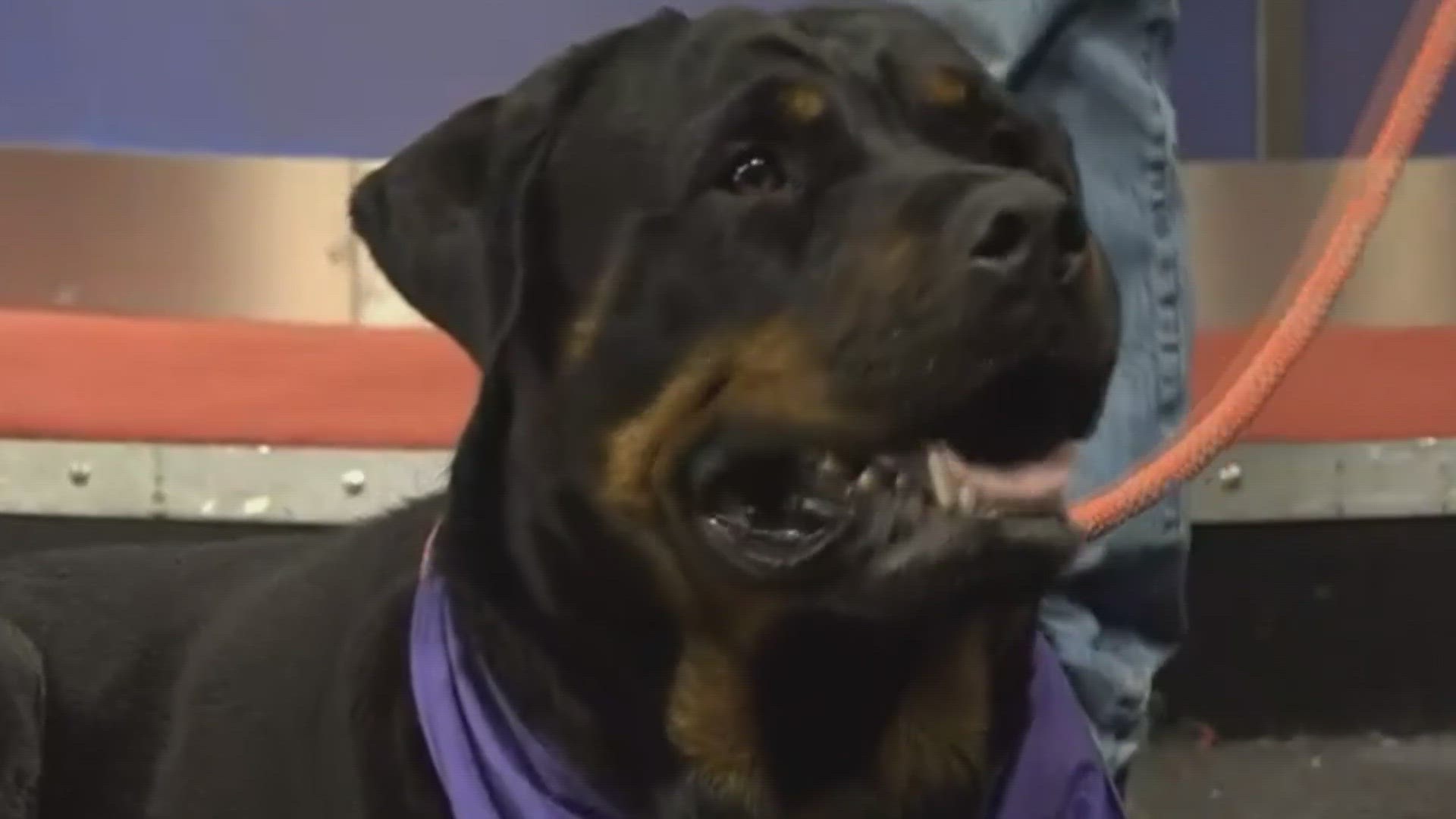 Ruby Red is a 6-year-old Rottweiler from Killeen is looking for her forever home!