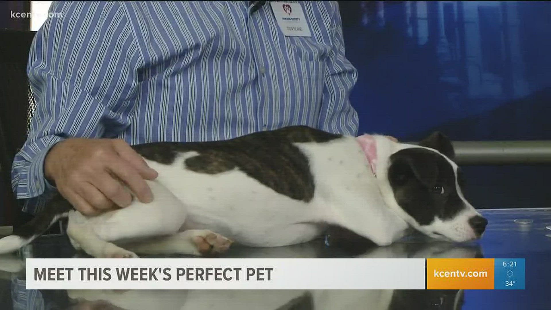 Adopt Claire from the Humane Society of Central Texas.