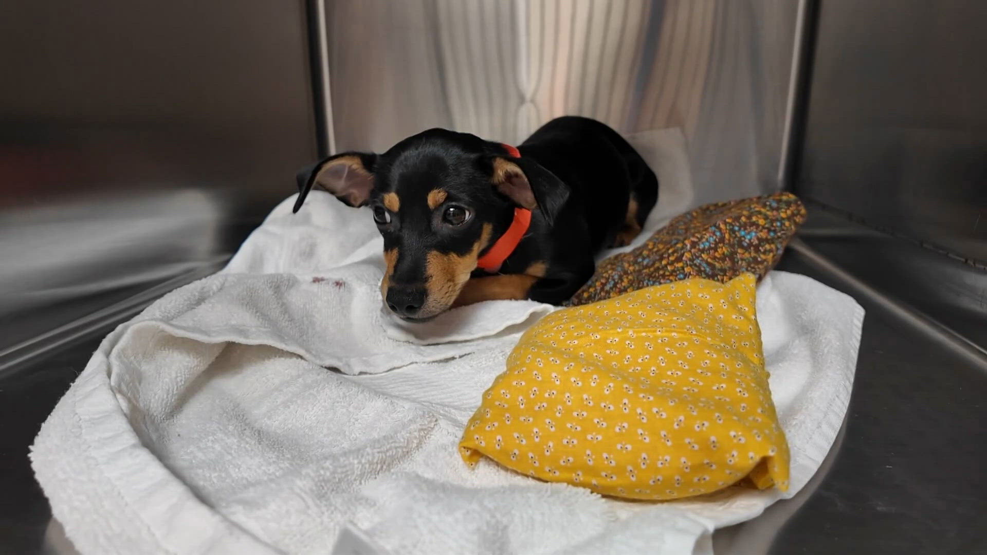 Pay-what-you-can event helps Central Texas pet owners afford care