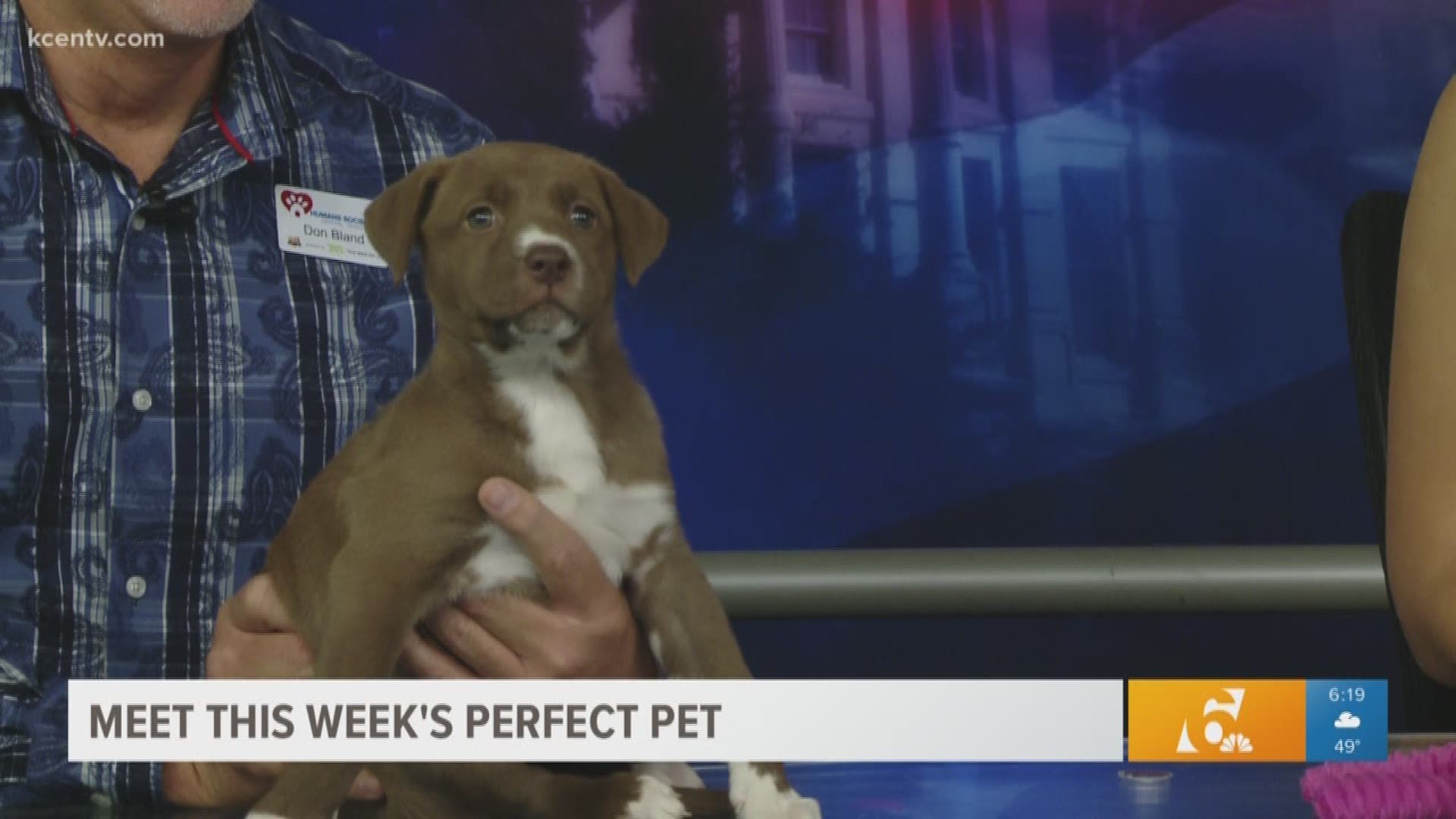This 8-week-old Pitbull Lab mix is a playful pup, looking for a home just in time for the holidays!