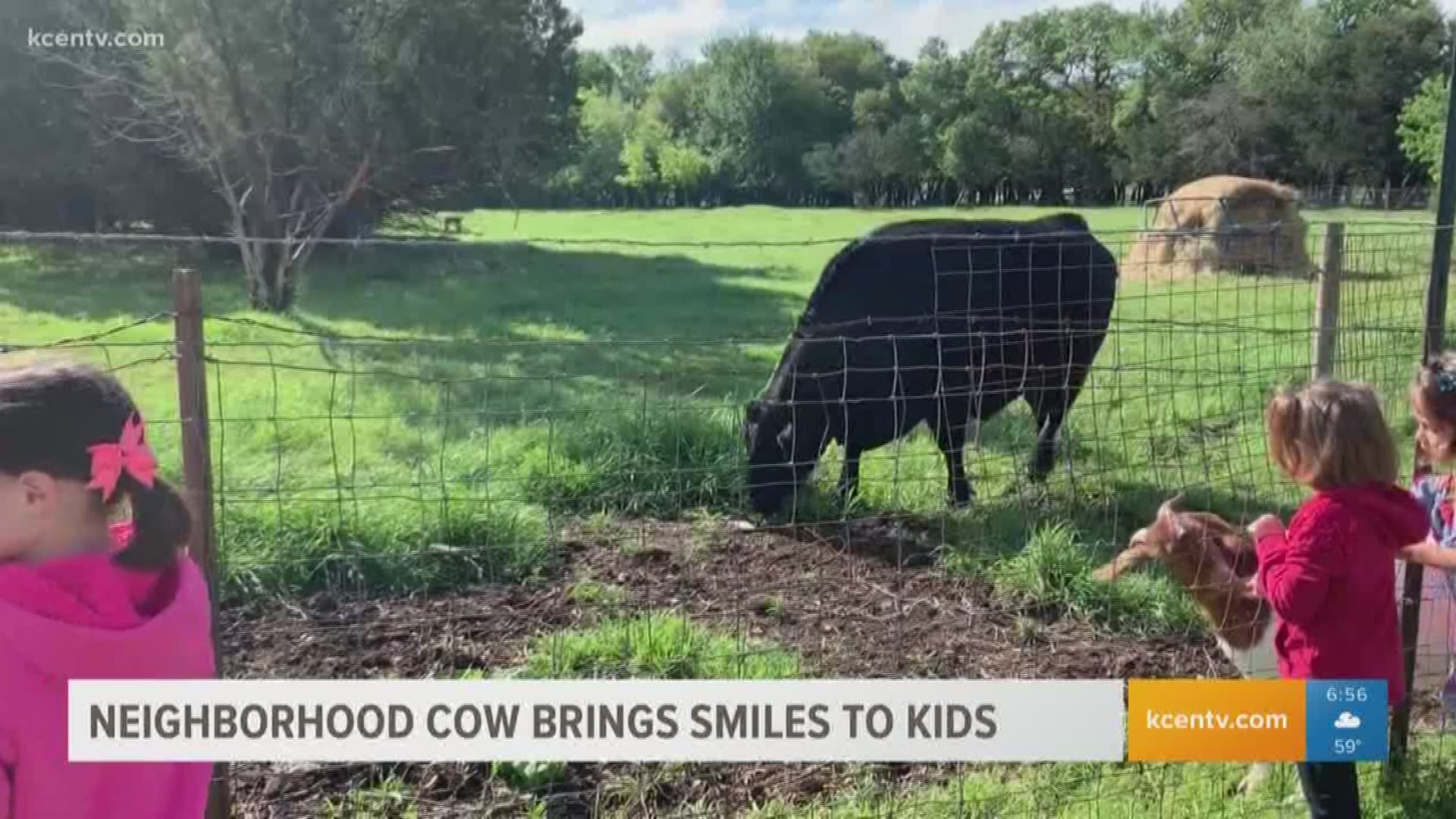 Local cow brings smiles to children in Temple neighborhood.