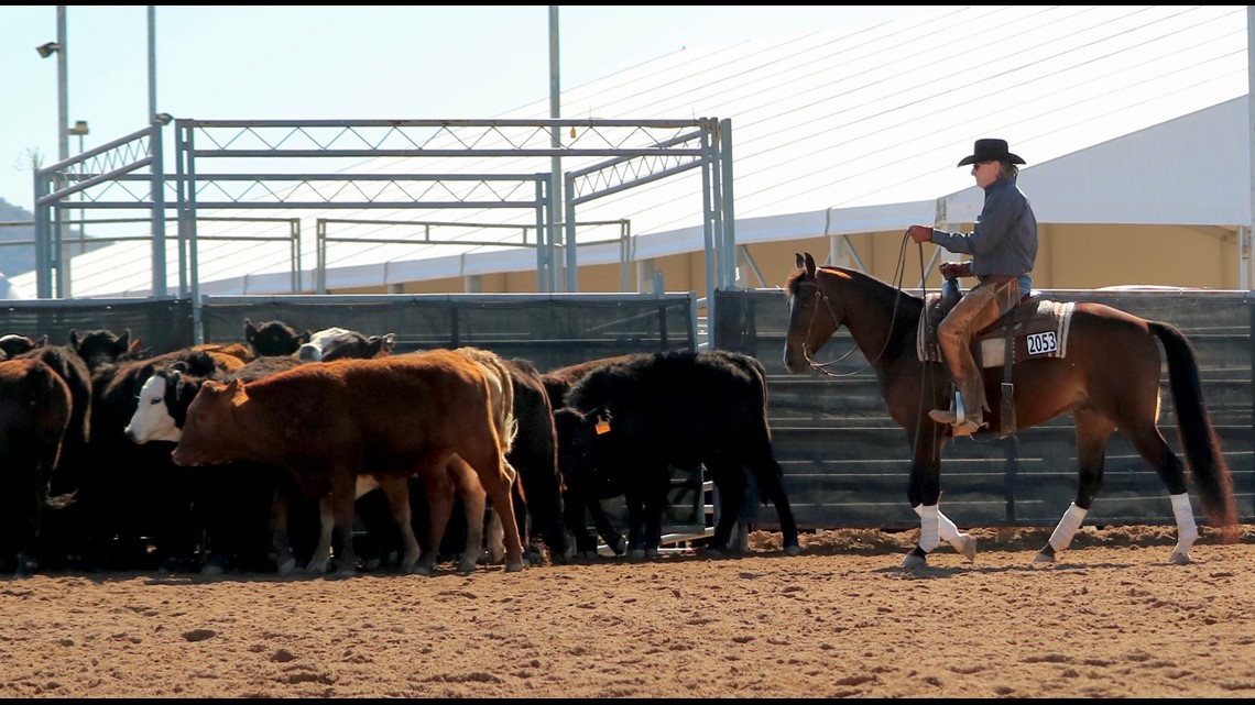 Cutting horse championship show in Belton