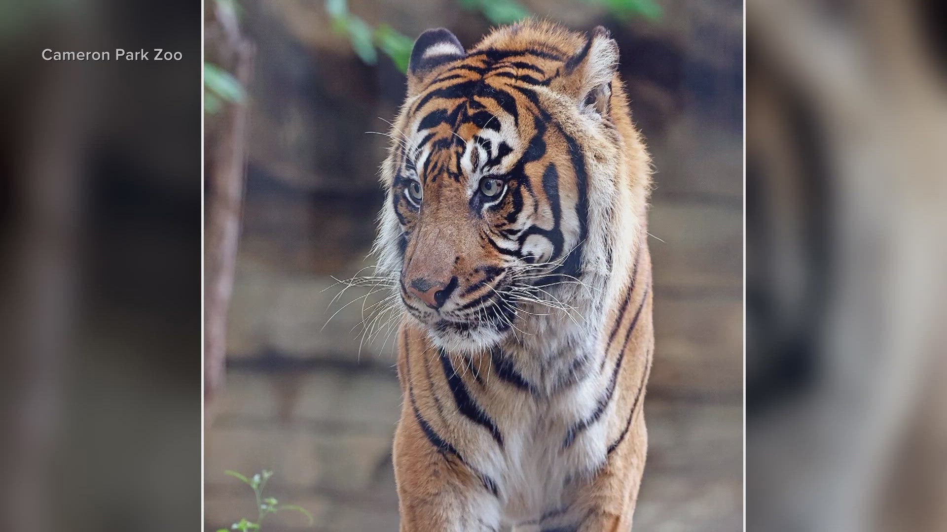 Kucing was the oldest male Sumatran Tiger in North America, and among the top three longest-living Sumatran Tigers in the world.