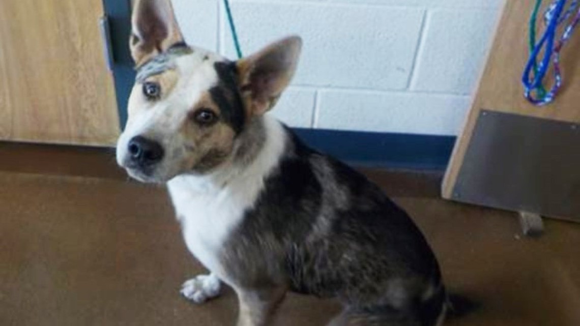 Dogs with Temple Animal Services looking for new families