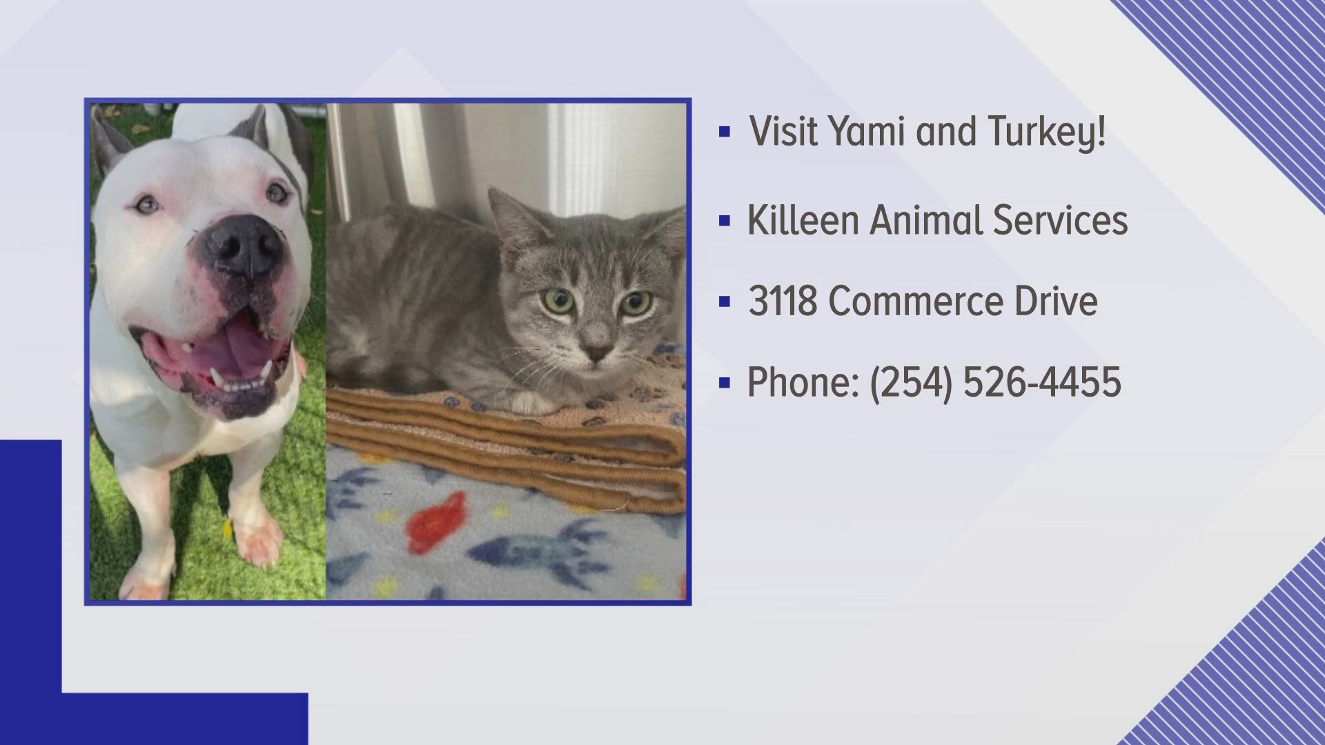 Texas Today is sharing two perfect pet's from the Killeen Animal Center.